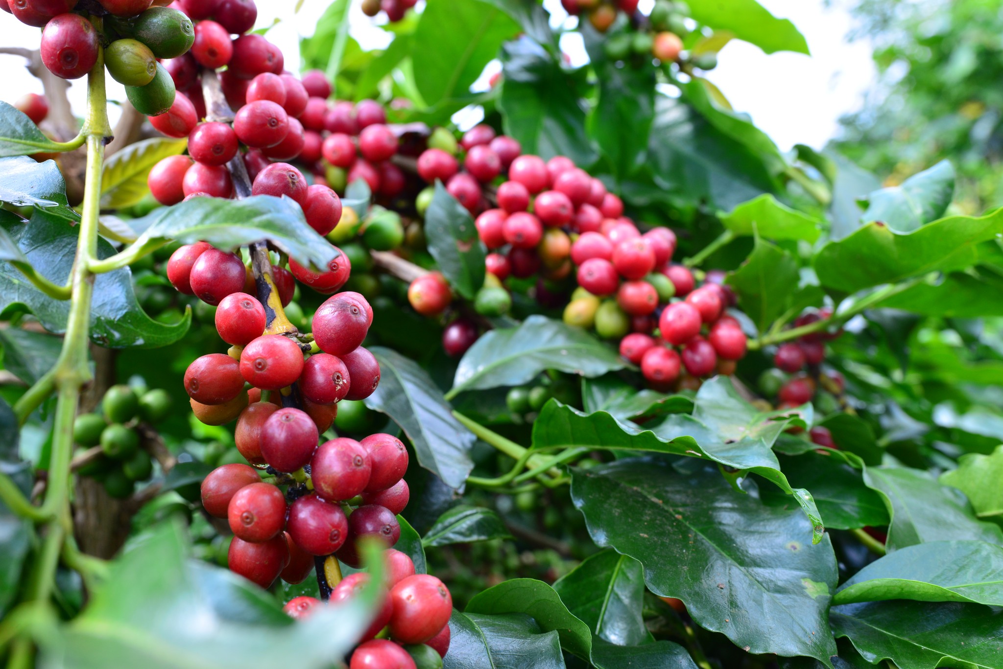 Arabica/Catimor - Sơn La