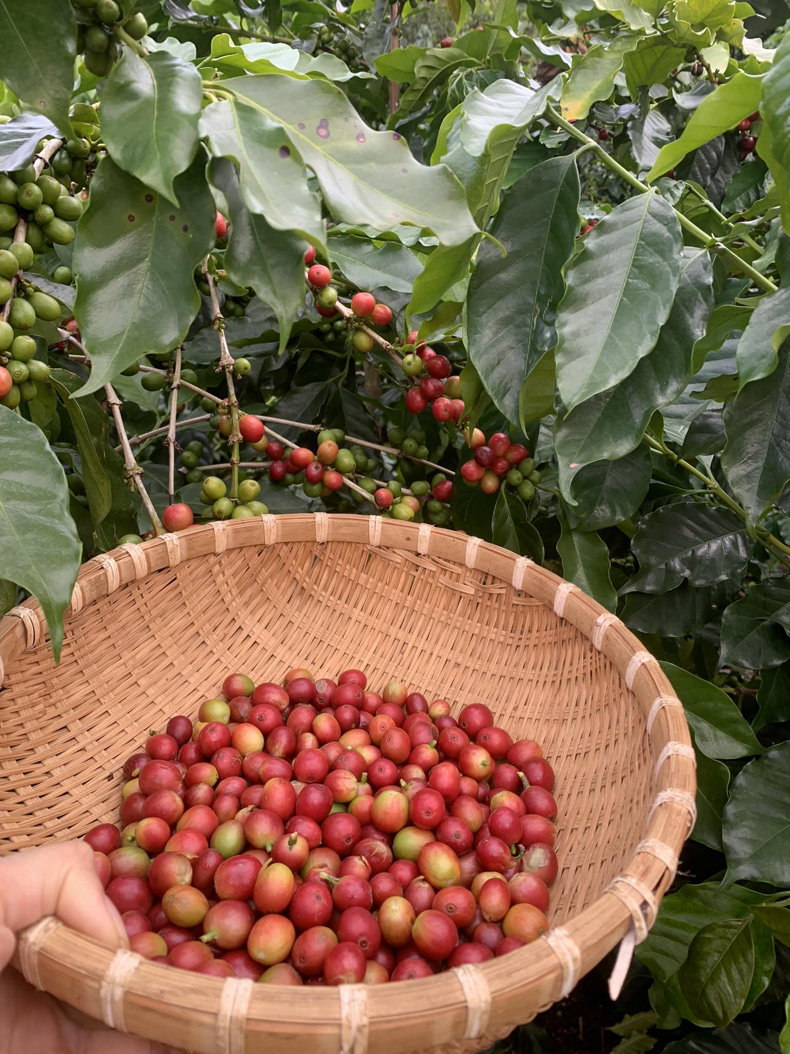 Arabica/Catimor - Sơn La